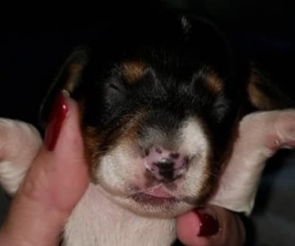 Medium Photo #2 Dachshund Puppy For Sale in LAKE PANAMOKA, NY, USA