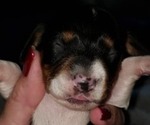 Small Photo #2 Dachshund Puppy For Sale in LAKE PANAMOKA, NY, USA