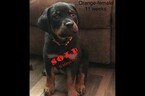 Small Photo #7 Rottweiler Puppy For Sale in WADSWORTH, OH, USA