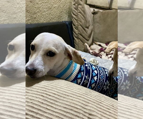 Medium Photo #8 Chiweenie Puppy For Sale in San Diego, CA, USA