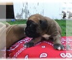 Small Photo #2 Boxer Puppy For Sale in MANHEIM, PA, USA