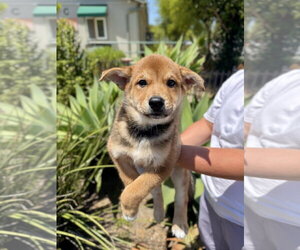 Mutt Dogs for adoption in Seal Beach, CA, USA