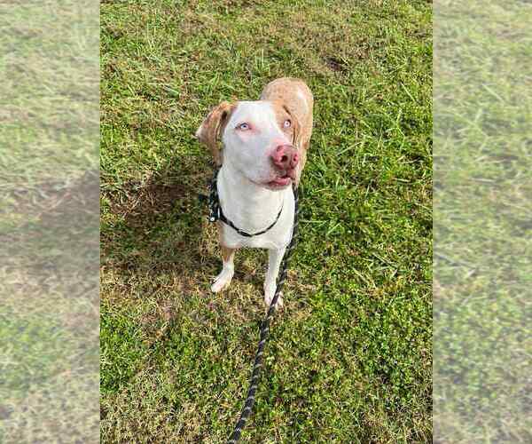 Medium Photo #4 Catahoula Leopard Dog-Unknown Mix Puppy For Sale in Abbeville, LA, USA