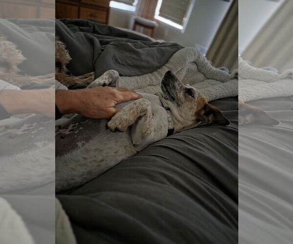 Medium Photo #7 Jack Russell Terrier Puppy For Sale in Oakhurst, NJ, USA