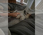 Small #6 Jack Russell Terrier