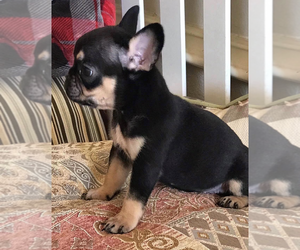 French Bulldog Puppy for sale in FORNEY, TX, USA