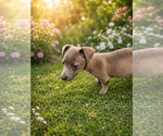 Small #4 Chihuahua Mix
