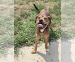 Small #3 Labrador Retriever Mix