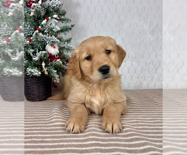 Medium Photo #2 Golden Retriever Puppy For Sale in GREENFIELD, IN, USA