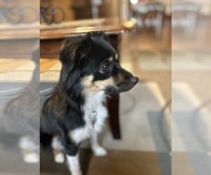 Mother of the Miniature Australian Shepherd-Mutt Mix puppies born on 05/22/2025