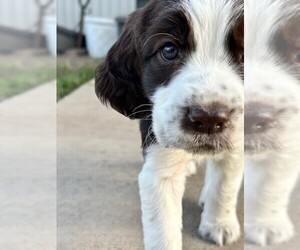 English Springer Spaniel Puppy for Sale in STOCKTON, California USA