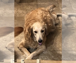 Mother of the Golden Retriever puppies born on 12/15/2019