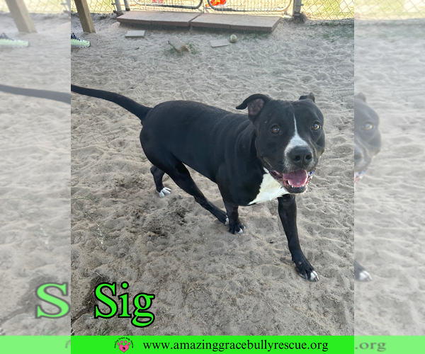 Medium Photo #4 American Bulldog-Unknown Mix Puppy For Sale in Pensacola, FL, USA