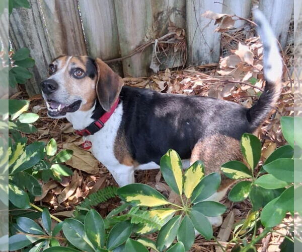 Medium Photo #18 Beagle Puppy For Sale in Dunnellon, FL, USA