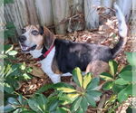 Small #17 Beagle