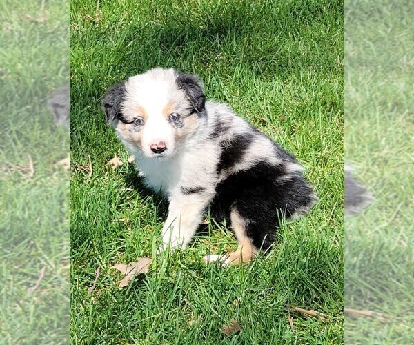 Medium Photo #2 Border Collie Puppy For Sale in BRAYTON, IA, USA