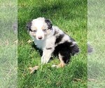 Small Photo #2 Border Collie Puppy For Sale in BRAYTON, IA, USA