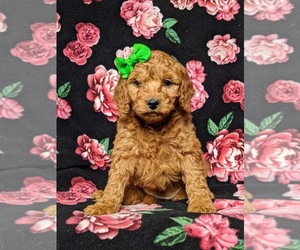 Goldendoodle Puppy for sale in GLEN ROCK, PA, USA