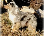 Small Photo #1 Shetland Sheepdog Puppy For Sale in WARNE, NC, USA