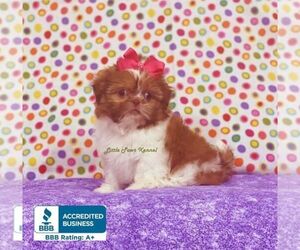 Shih Tzu Puppy for sale in WINNSBORO, LA, USA