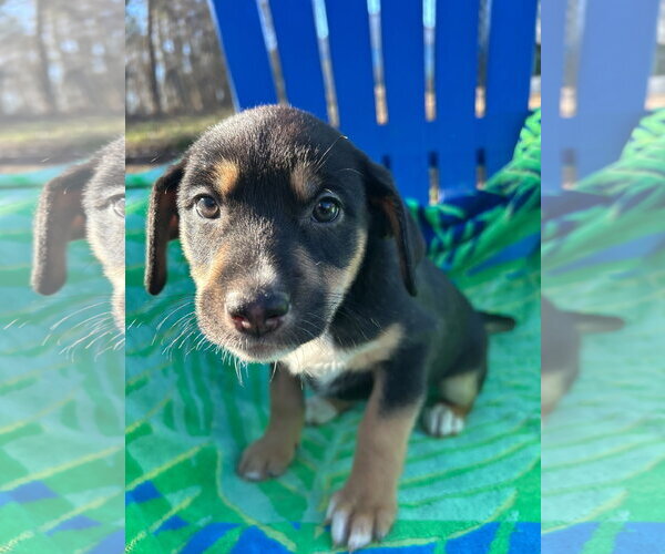 Medium Photo #8 Australian Shepherd-Unknown Mix Puppy For Sale in Pacolet, SC, USA