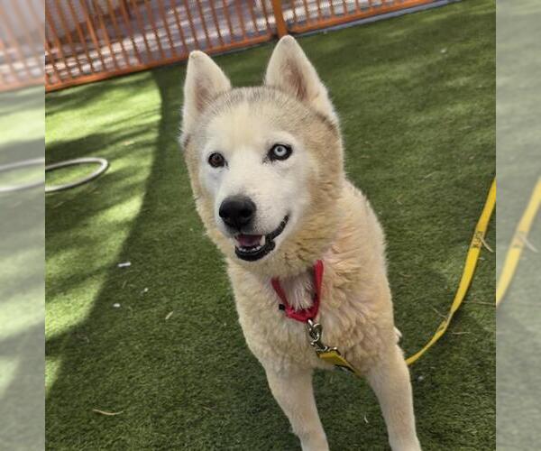 Medium Photo #1 Siberian Husky-Unknown Mix Puppy For Sale in Las Vegas, NV, USA