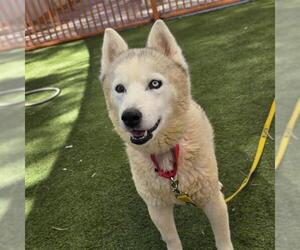 Siberian Husky-Unknown Mix Dogs for adoption in Las Vegas, NV, USA