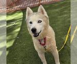 Small Siberian Husky Mix