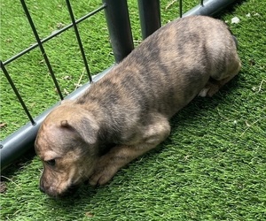 Boxer Puppy for sale in PUYALLUP, WA, USA