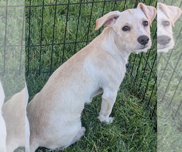 Medium Photo #1 Poodle (Standard)-Shih Tzu Mix Puppy For Sale in San Bernardino, CA, USA