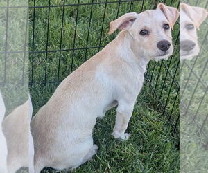 Poodle (Standard)-Shih Tzu Mix Dogs for adoption in San Bernardino, CA, USA