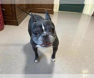 French Bulldog Dogs for adoption in Pasadena, CA, USA