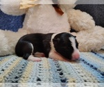 Small Photo #119 Border Collie Puppy For Sale in NORBORNE, MO, USA
