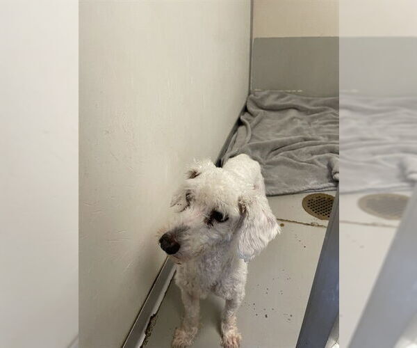 Medium Photo #1 Poodle (Miniature) Puppy For Sale in Sugar Land, TX, USA