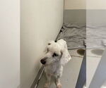 Small Poodle (Miniature)