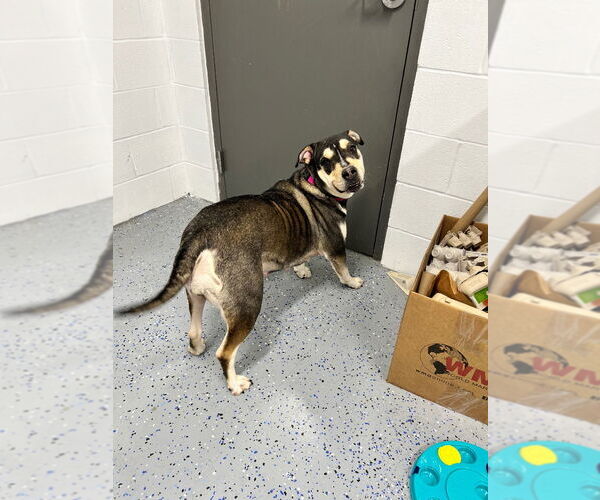 Medium Photo #4 American Staffordshire Terrier-Labrador Retriever Mix Puppy For Sale in Pierceton , IN, USA