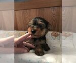 Small Photo #7 Yorkshire Terrier Puppy For Sale in BUNNELL, FL, USA