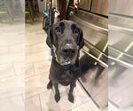 Small #3 Great Dane-Labrador Retriever Mix
