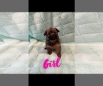 Small Photo #2 Shiranian Puppy For Sale in FARR WEST, UT, USA