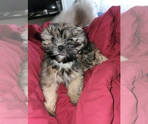Shiranian Puppy for Sale in AKRON, Ohio USA