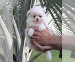 Small Photo #4 Pomeranian Puppy For Sale in PALM BCH GDNS, FL, USA