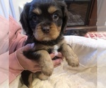 Small Photo #3 Cavalier King Charles Spaniel Puppy For Sale in AURORA, CO, USA