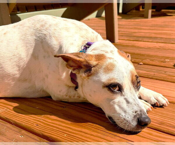 Medium Photo #23 Mutt Puppy For Sale in Boonton, NJ, USA