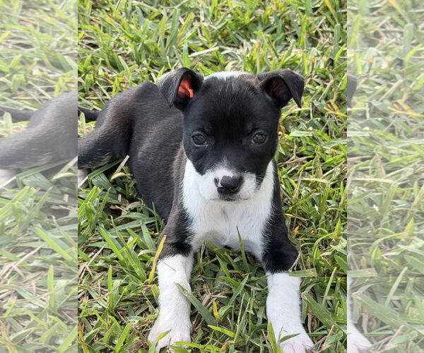 Medium Photo #1 Mutt Puppy For Sale in Royal Palm Beach, FL, USA