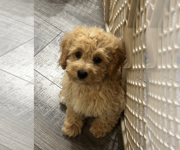 Medium Photo #3 Cavapoo (Miniature) Puppy For Sale in MEDFORD, OR, USA