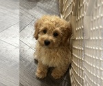 Small #2 Cavapoo (Miniature)