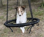 Puppy Abe Shetland Sheepdog