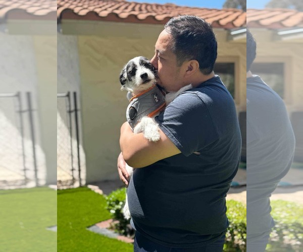 Medium Photo #6 Mutt Puppy For Sale in Escondido, CA, USA
