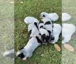 Small Photo #1 Australian Cattle Dog Puppy For Sale in KISSIMMEE, FL, USA