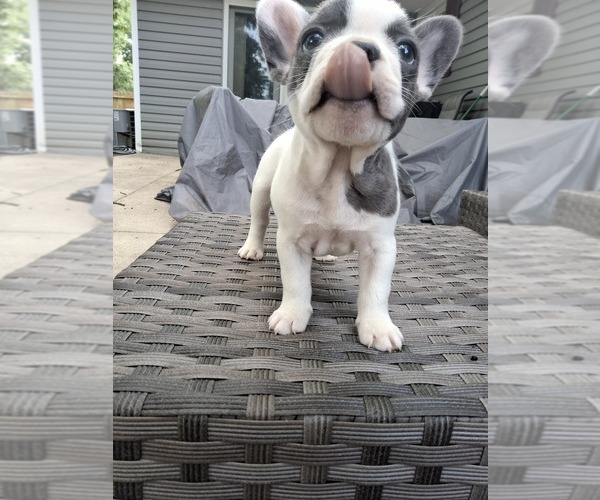 Medium Photo #12 French Bulldog Puppy For Sale in ASHLAND, OH, USA